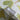 Sterntaler Beanie Dinosaurier - Sterntaler® - hutwelt